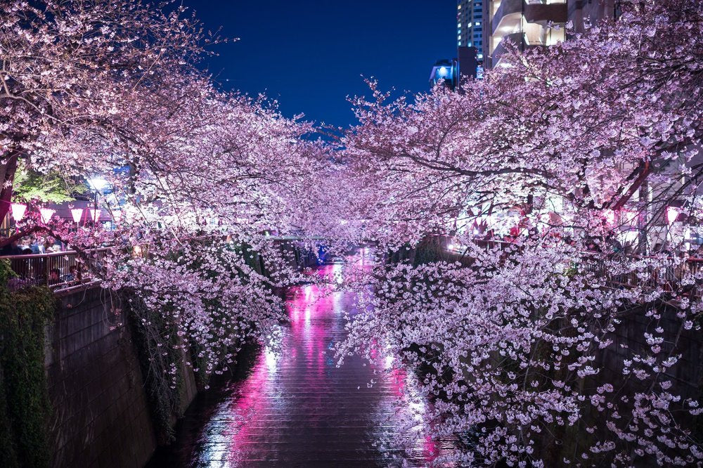 Cherry-Blossom Season is Coming! - brandshop-reference