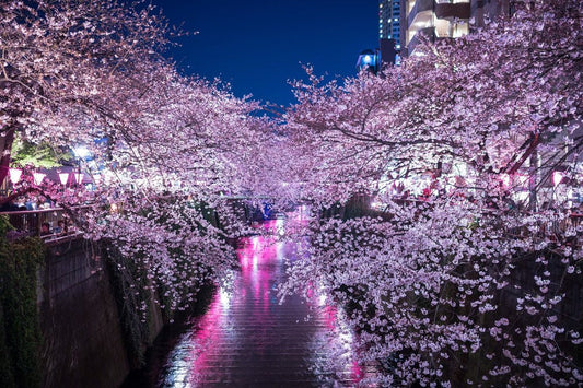 Cherry-Blossom Season is Coming! - brandshop-reference